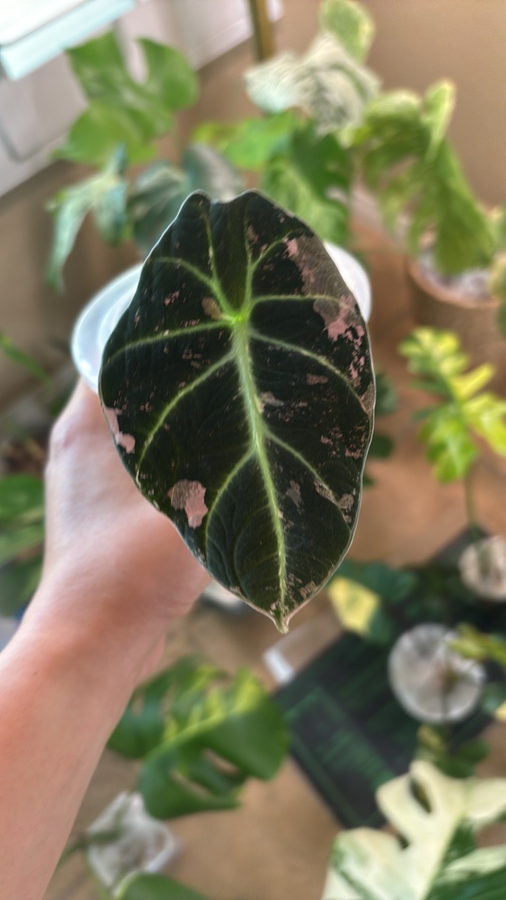 Alocasia Black Velvet Pink Variegated