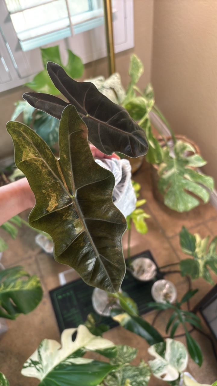 Alocasia Pseudo Sanderiana Aurea Variegated