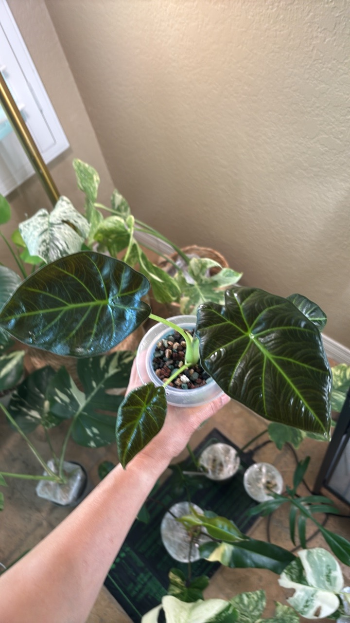 Alocasia 'Regal Shields'