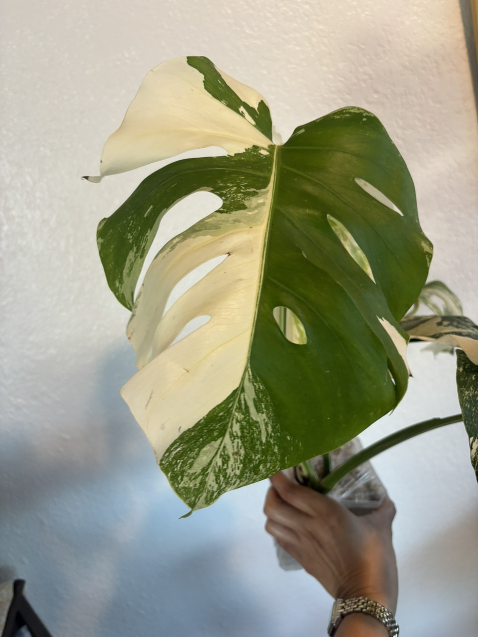 Monstera Albo Variegated