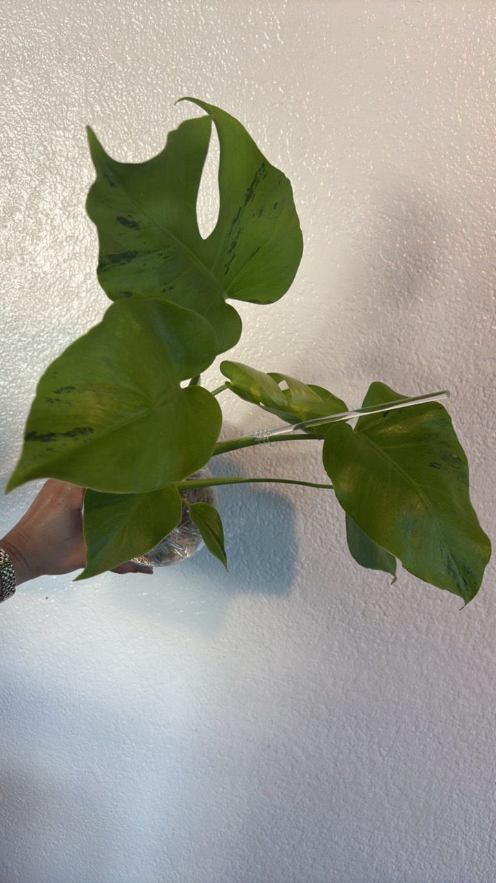 Monstera 'Light Lime'