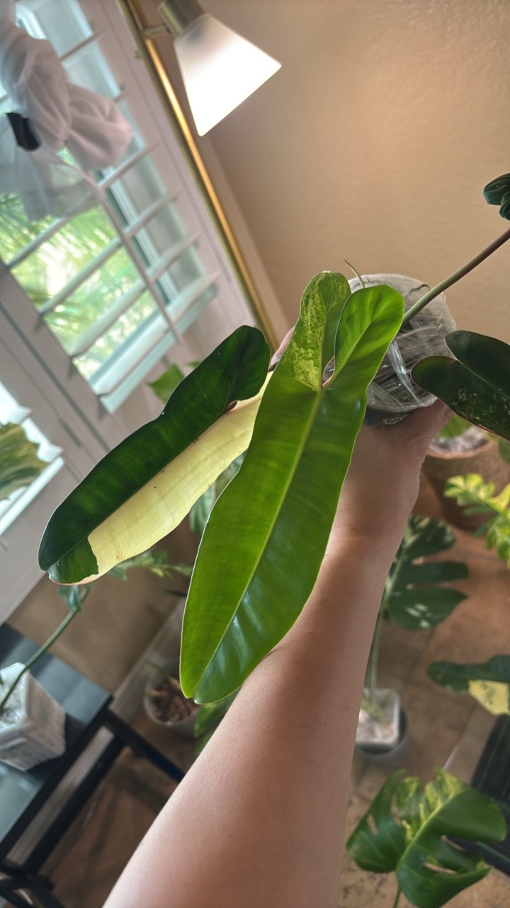 Philodendron 'Jennifer' Variegated
