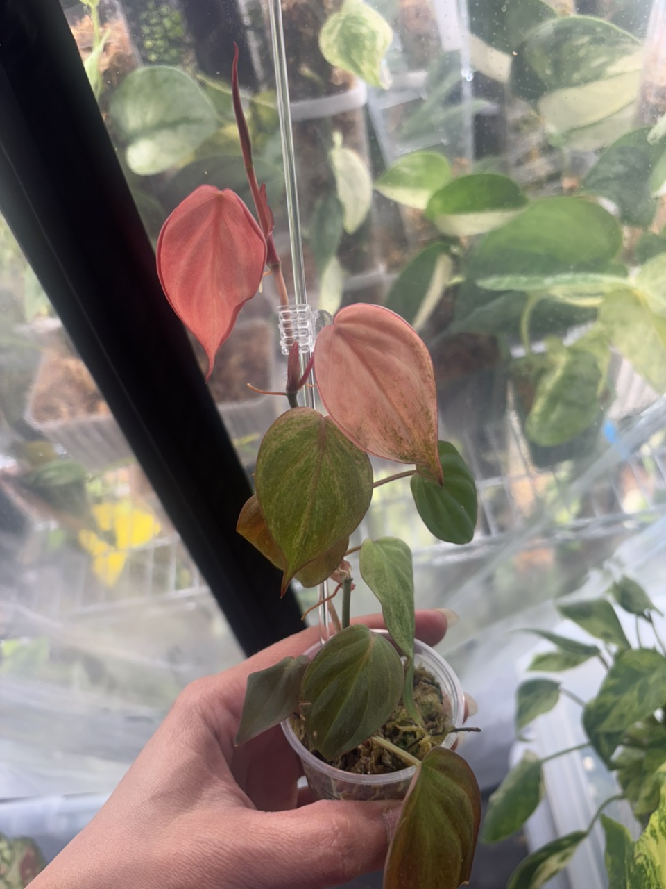 Philodendron Pink Mint Micans