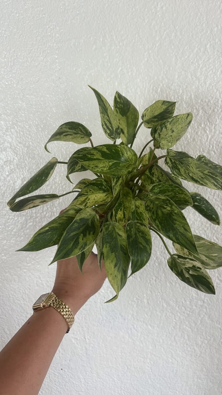 Philodendron 'Emerald King' Variegated