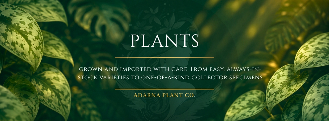 Plants