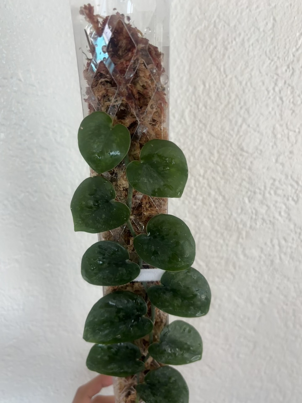 Scindapsus 'Black Mamba'