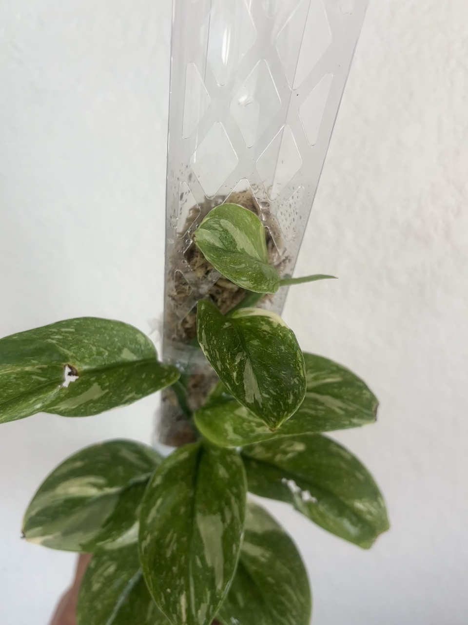 Scindapsus treubii 'Moonlight Galaxy'