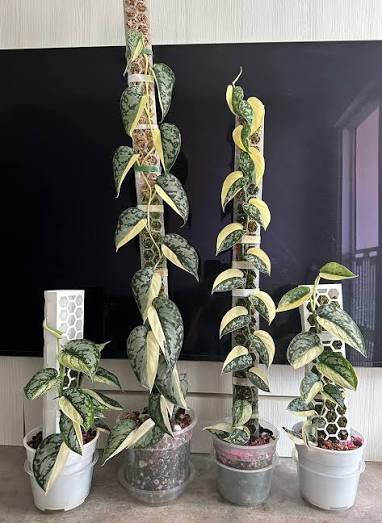 Scindapsus Pictus 'Argyraeus' — 4" Pot - Image 2
