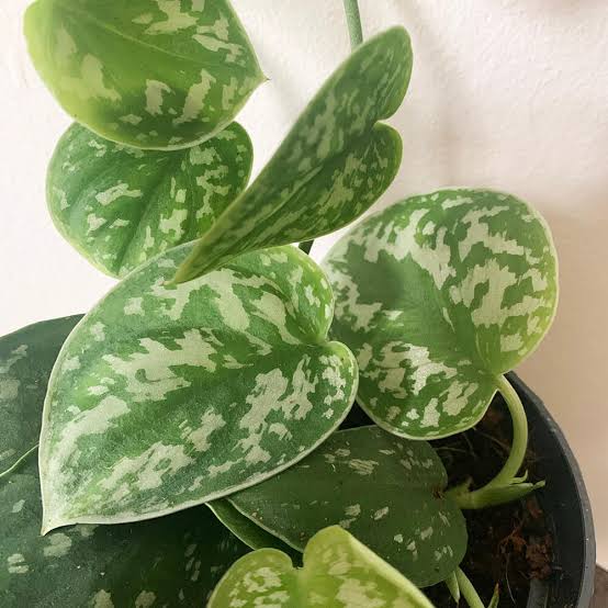 Scindapsus Pictus 'Argyraeus' — 4" Pot