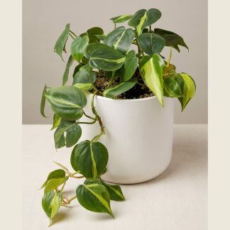 Philodendron Brasil