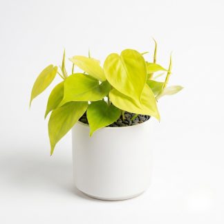 Philodendron Lemon Lime