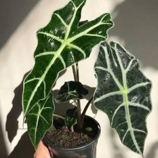 Syngonium