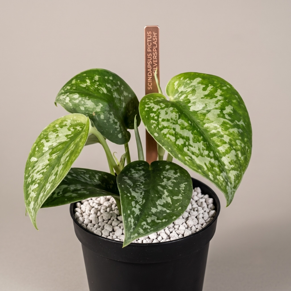Scindapsus pictus Silver Splash - Image 2