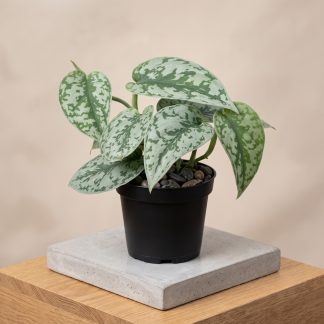 Scindapsus pictus Silver Splash