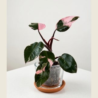 Philodendron erubescens 'Pink Princess'