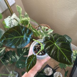 Alocasia 'Regal Shields'