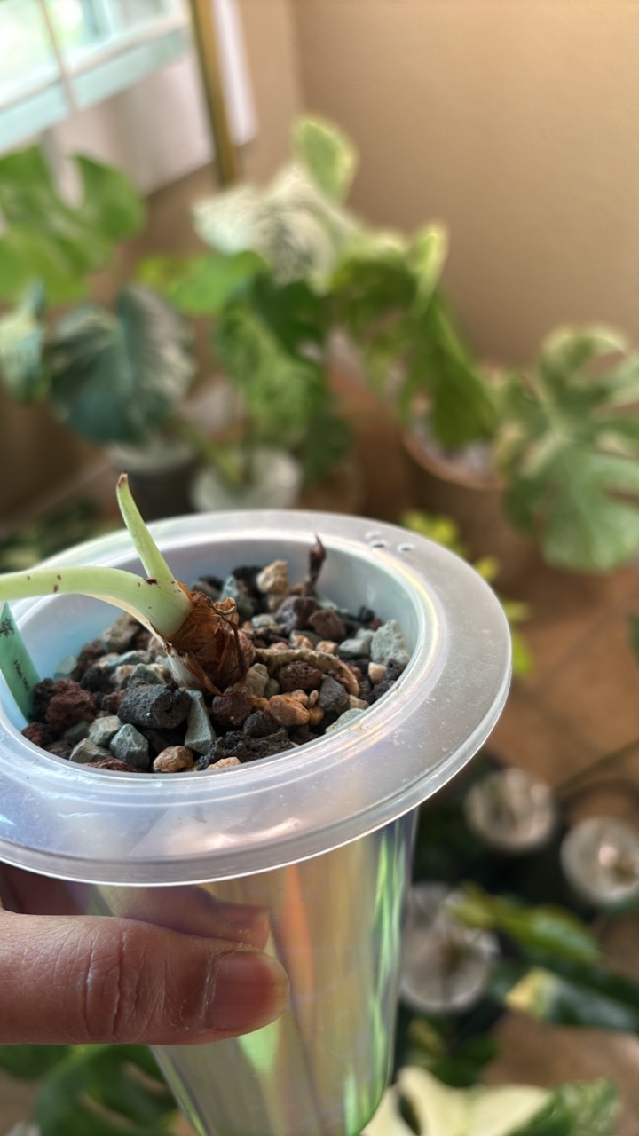 Alocasia 'Black Velvet' Pink Variegated — Fully Rooted with Corm - Image 3