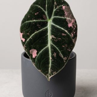 Alocasia 'Black Velvet' Pink Variegated — Fully Rooted with Corm