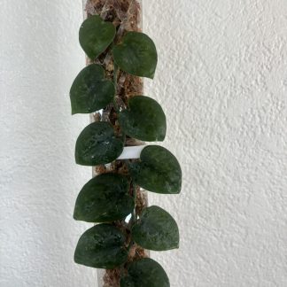 Scindapsus 'Black Mamba'