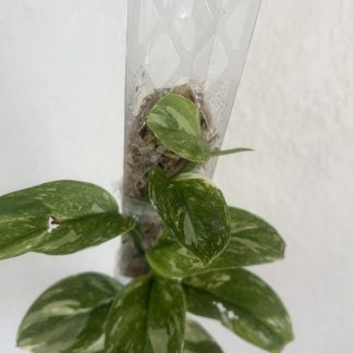 Scindapsus treubii 'Moonlight Galaxy'