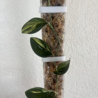 Scindapsus treubii 'Dark Form' Aurea Variegated