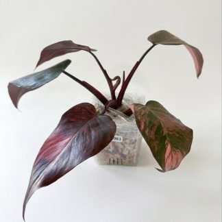 Philodendron 'Fire Princess' Variegated — High Pink