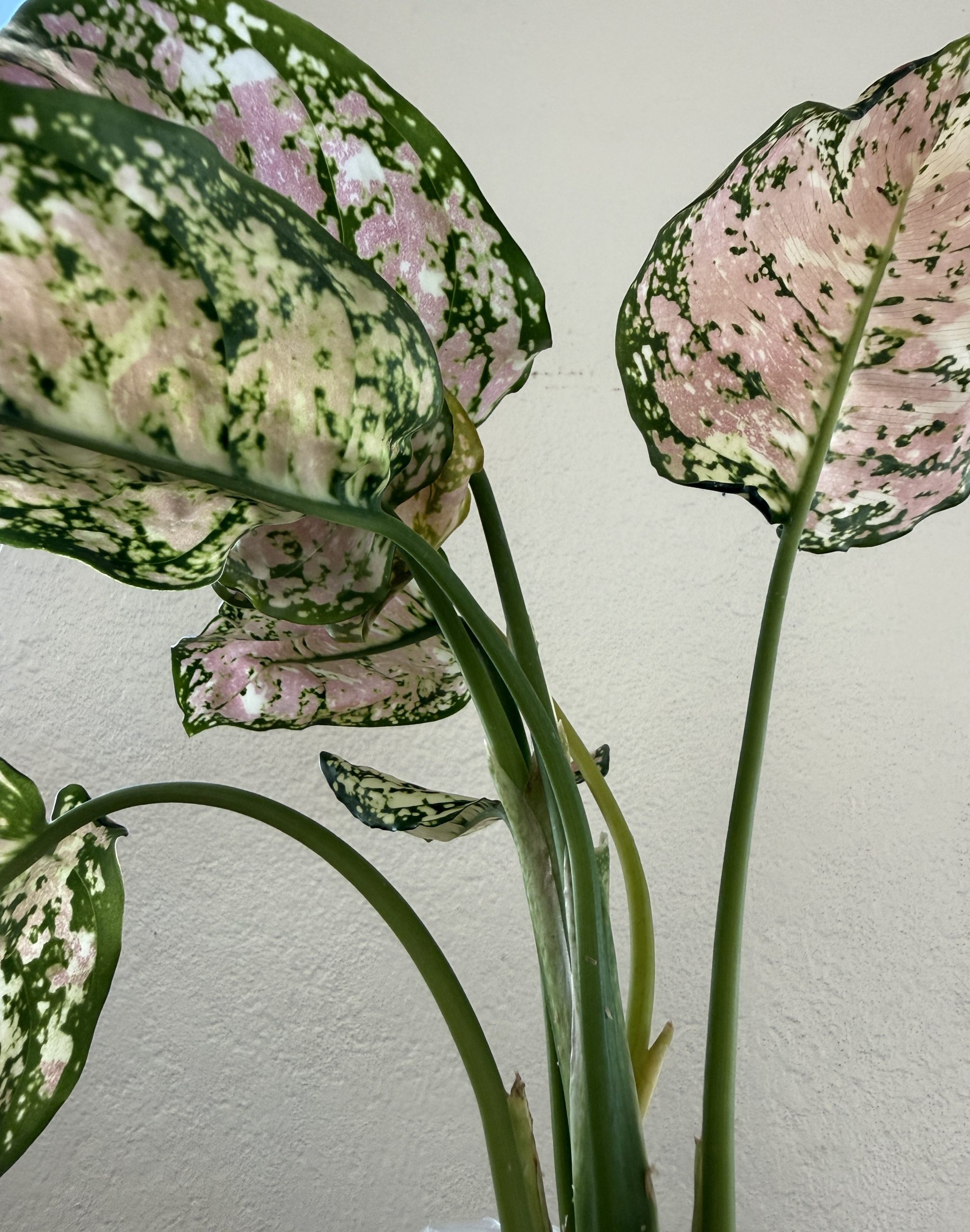 Aglaonema 'Lady Valentine' — High Pink - Image 2