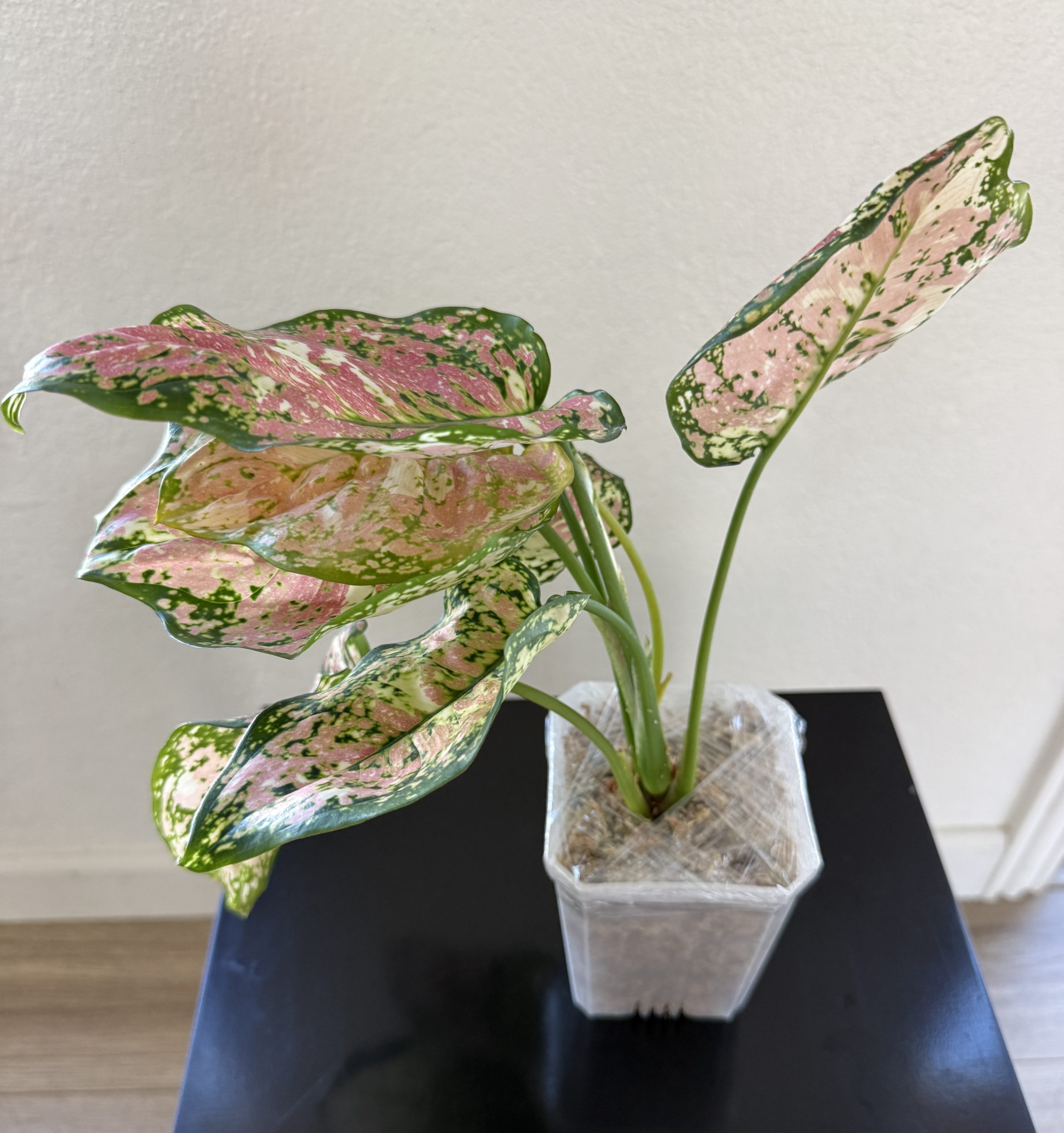 Aglaonema 'Lady Valentine' — High Pink - Image 3
