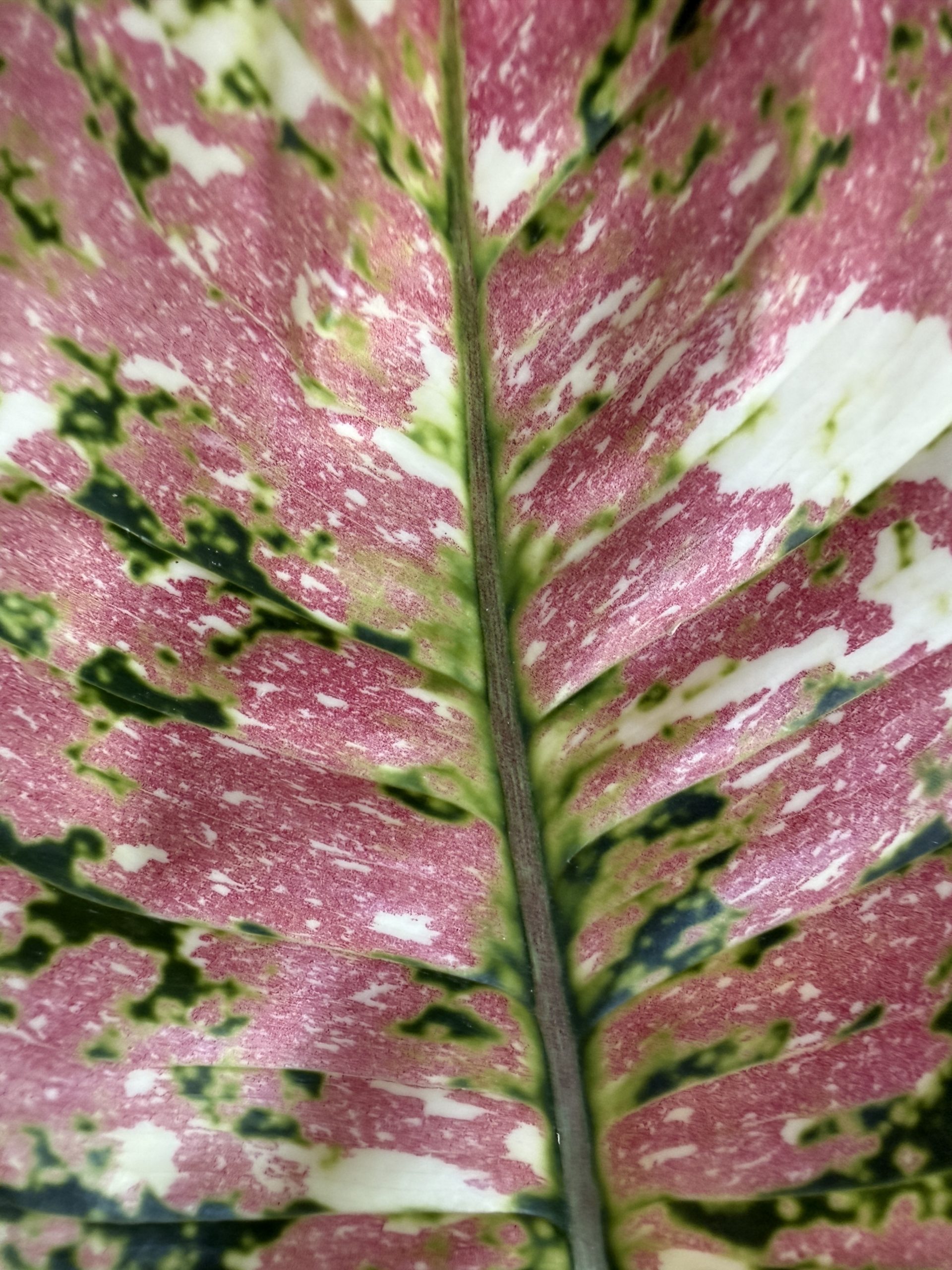 Aglaonema 'Lady Valentine' — High Pink - Image 4