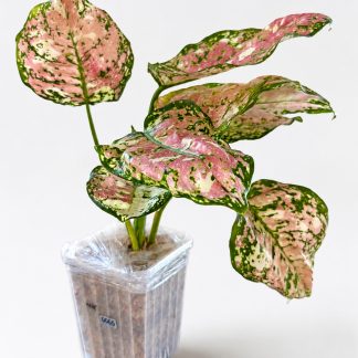 Aglaonema 'Lady Valentine' — High Pink