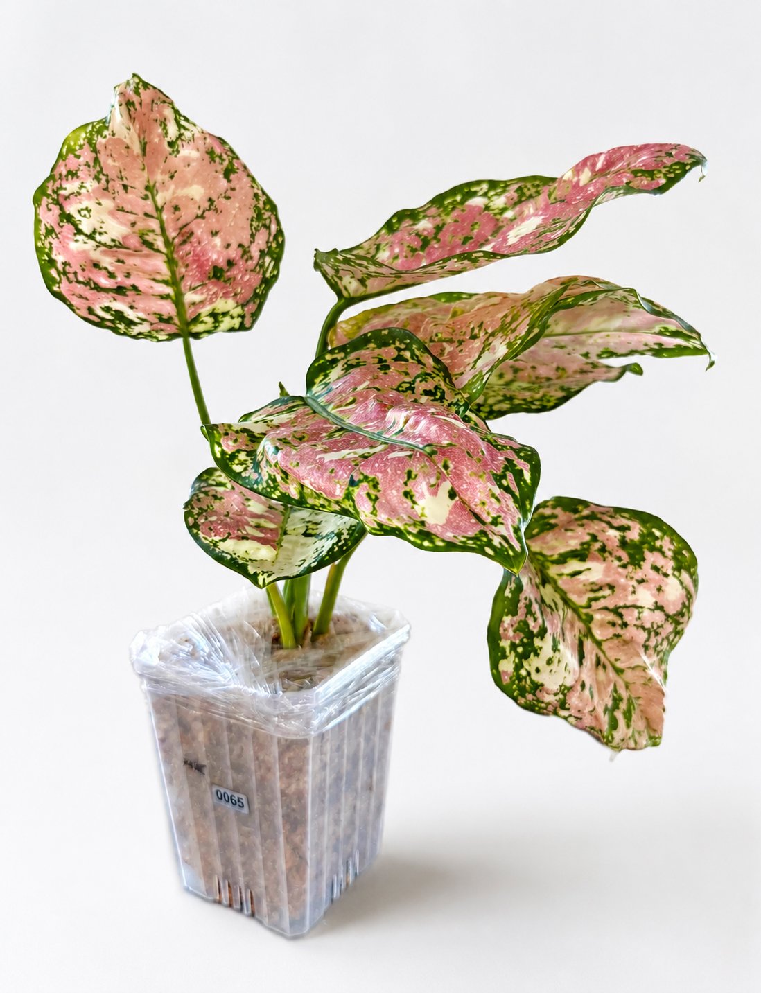 Aglaonema 'Lady Valentine' — High Pink