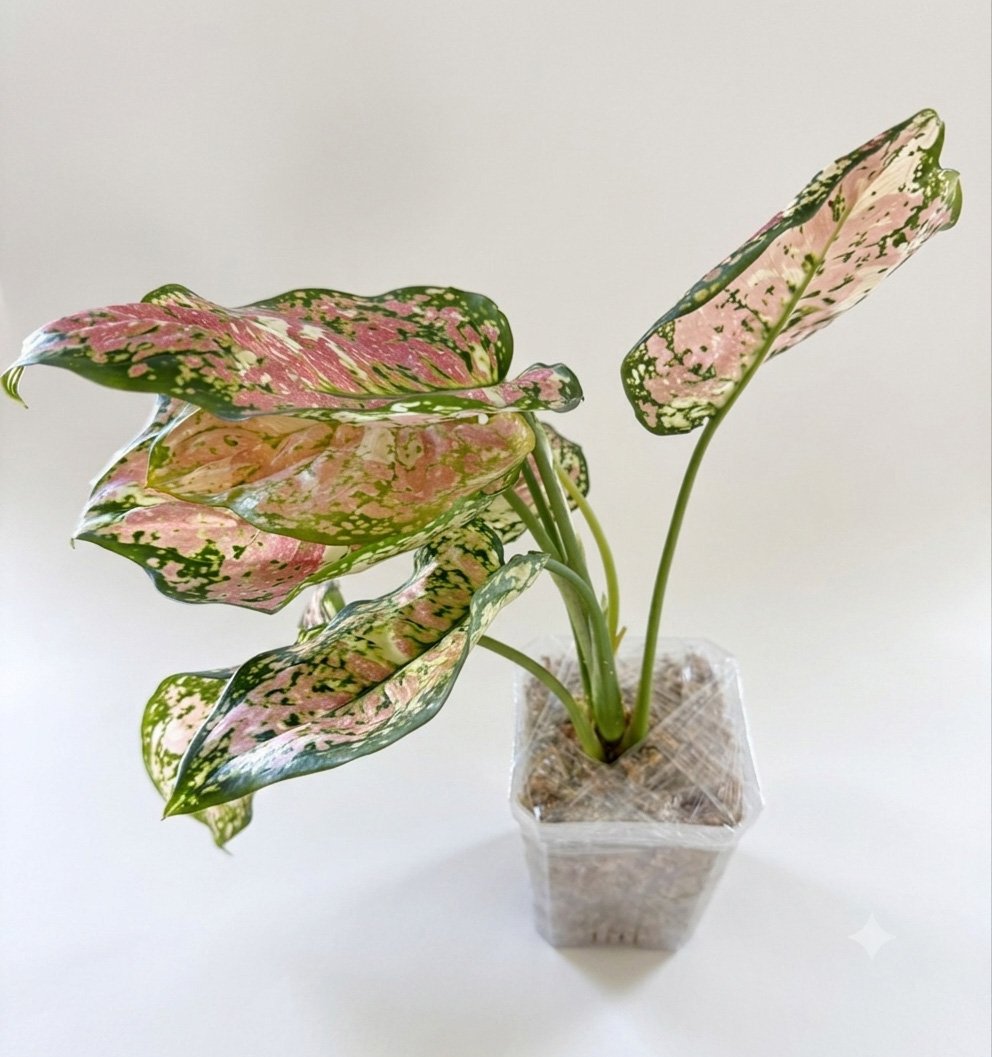 Aglaonema 'Lady Valentine' — High Pink - Image 5