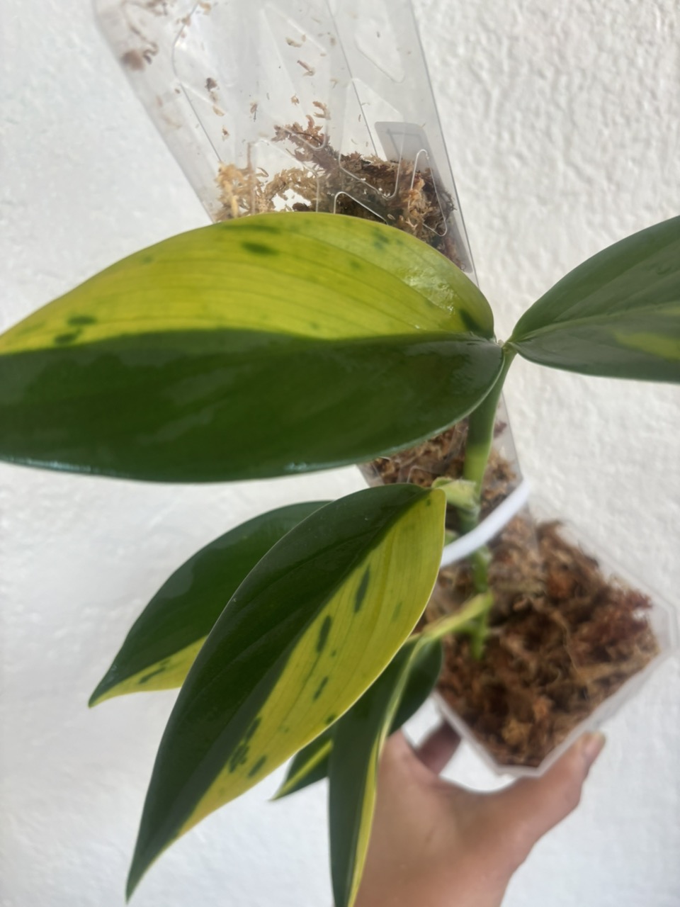 Scindapsus coriaceus Aurea Variegated - Image 3