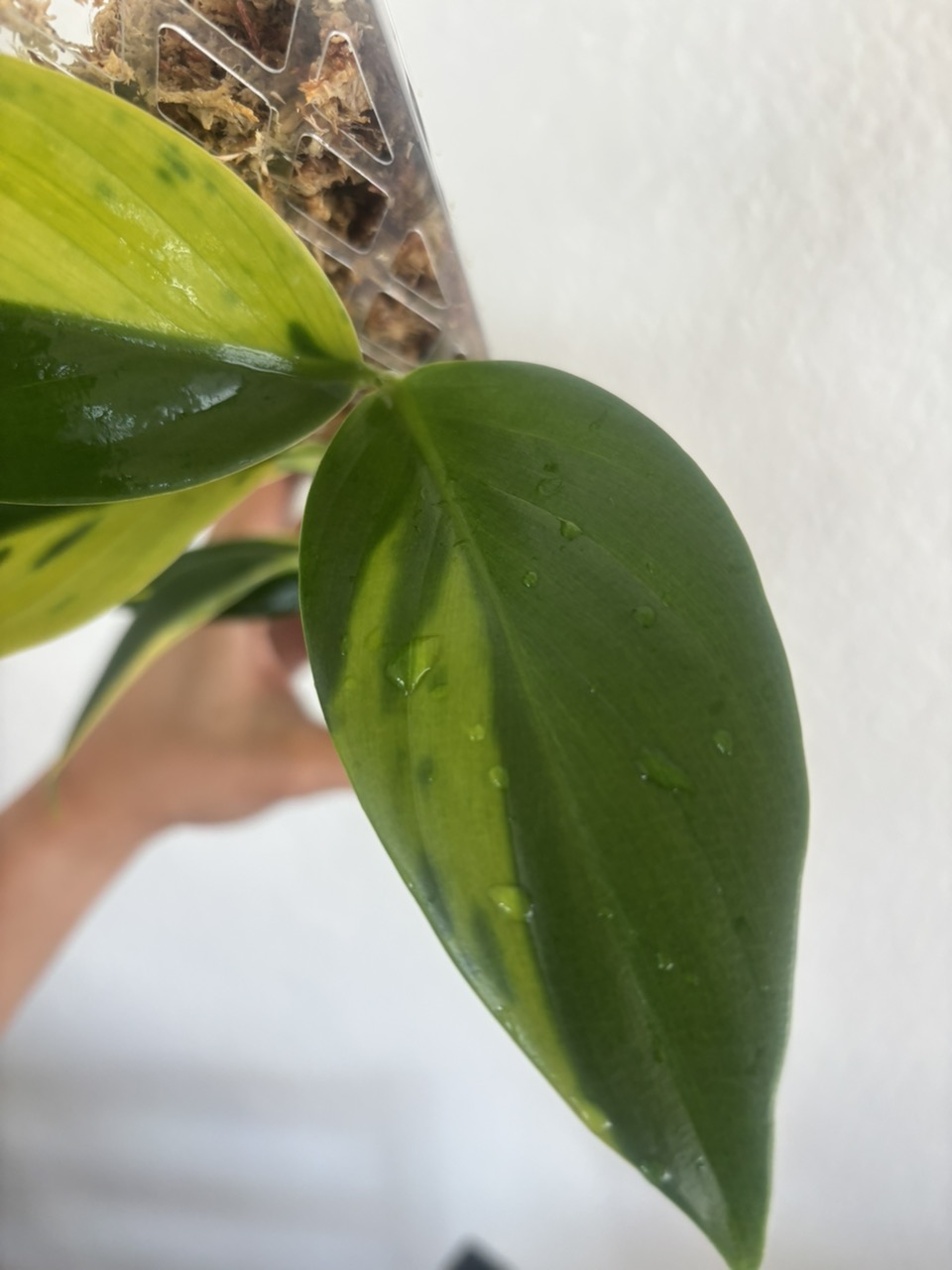 Scindapsus coriaceus Aurea Variegated - Image 4
