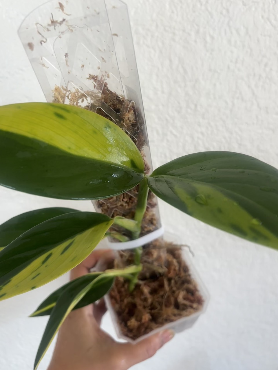 Scindapsus coriaceus Aurea Variegated - Image 5