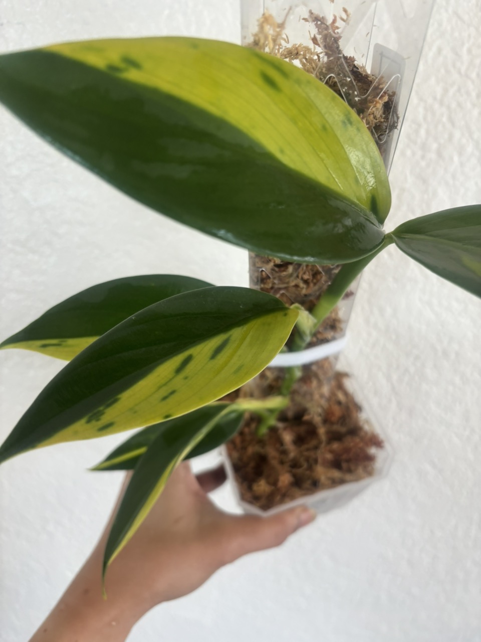 Scindapsus coriaceus Aurea Variegated - Image 2