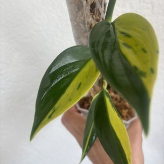 Scindapsus coriaceus Aurea Variegated