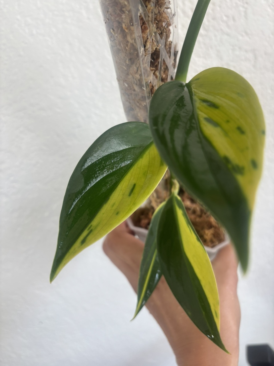 Scindapsus coriaceus Aurea Variegated