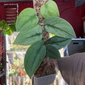Scindapsus 'Silver Knight Mint'