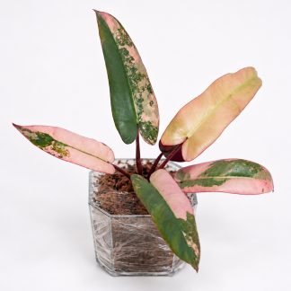Philodendron atabapoense 'Pink Variegated' — High Pink