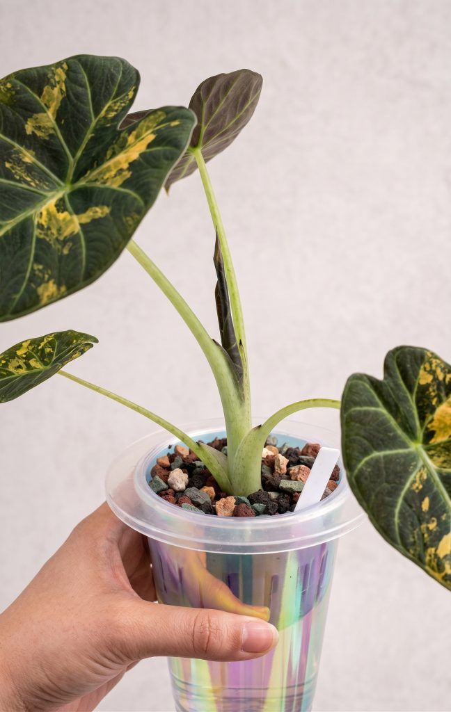 Alocasia Regal Shield Aurea