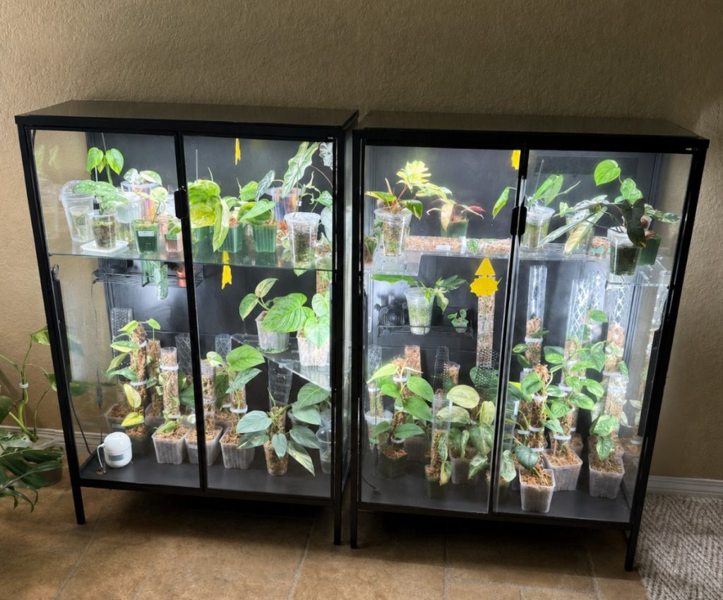 Adarna growing space