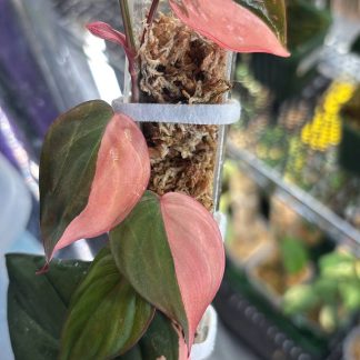 True Pink Micans with blush-pink variegation on dark green leaves
