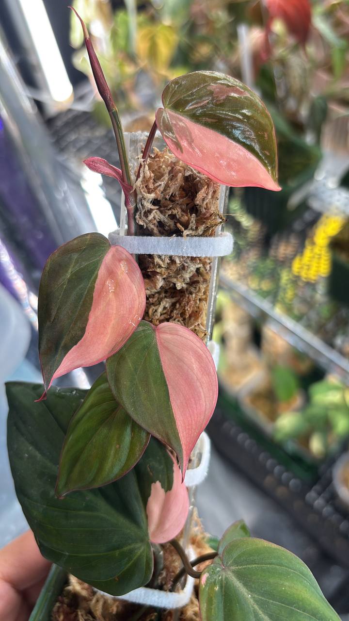 True Pink Micans with blush-pink variegation on dark green leaves